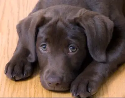 Labrador Retriever Puppies, View more