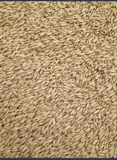 Oat Seed For Sale - AC Morgan - AC Mustang - CDC Haymaker SOLD OUT -ORe Boost -ORe Ruminator - CDC N...