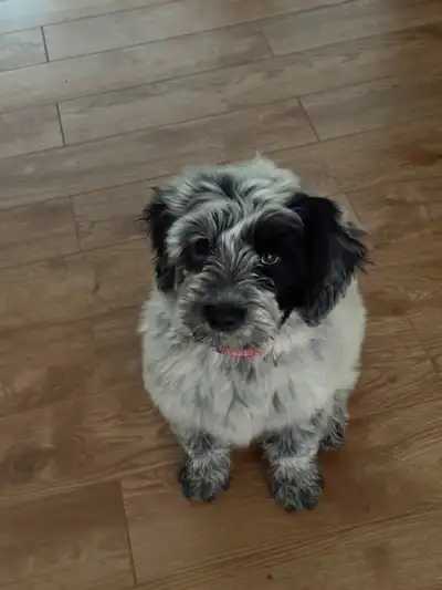Pure breed registered. Sheedless puppy. Good temperament and really smart. She will have 2 vaccines...