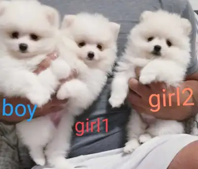 pomeranian puppies, View more