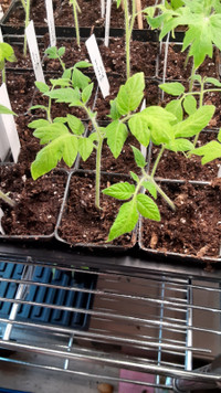 Seedling Sale E of Thessalon - Specialty Tomato, + peppers etc