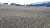 Oat cover crop for sale
