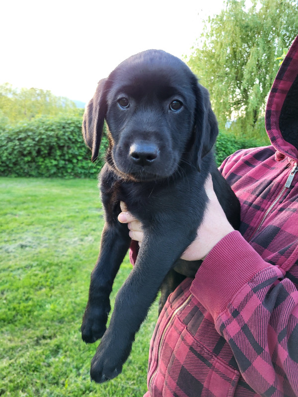 Ready to go! Lab Retriever, Retriever puppies. 1 black female. in Dogs & Puppies for Rehoming in Chilliwack - Image 3