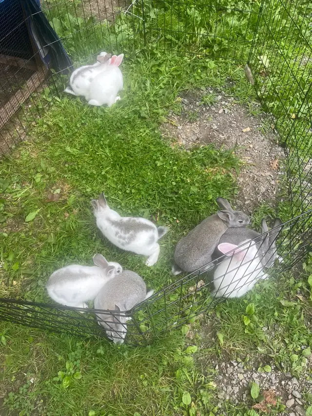 rabbit breeding set up in Other in Barrie - Image 3