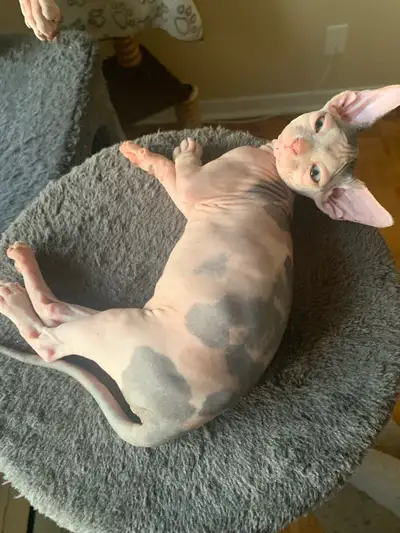 Sphinx Kittens for Adoption, View more