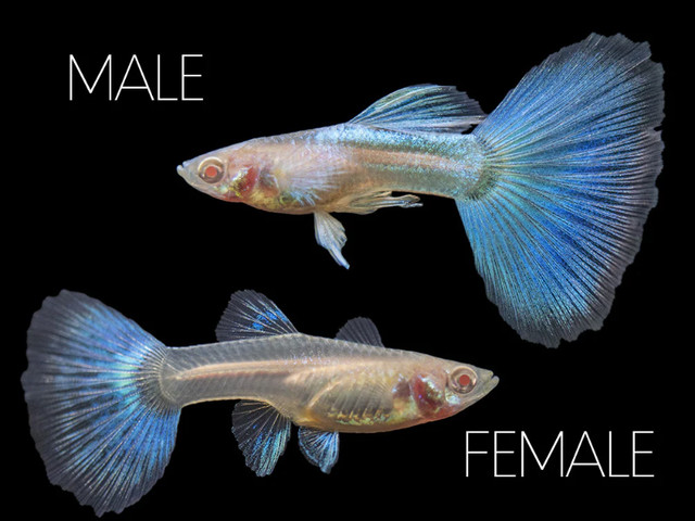 Albino Blue Sky Guppy - Singles or Pair in Fish for Rehoming in Burnaby/New Westminster - Image 2