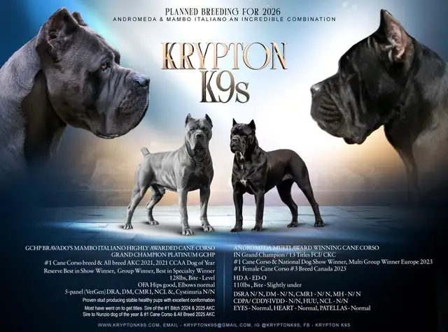 Registered Cane Corso Breeder Champion Bloodlines in Dogs & Puppies for Rehoming in Ottawa - Image 4