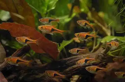 Lambchop Rasbora, View more