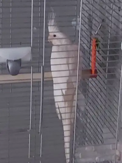 Belle cockatiel femelle blanche a vendre age 18 mois, pas manipulable,tres calme ,sans cage Accepte...
