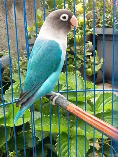 LOVE BIRD FOR REHOMING TWO DAY SALE, View more