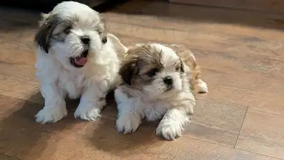 These sweet and playful puppies are ready to bring Love and joy into your life! They are healthy and...