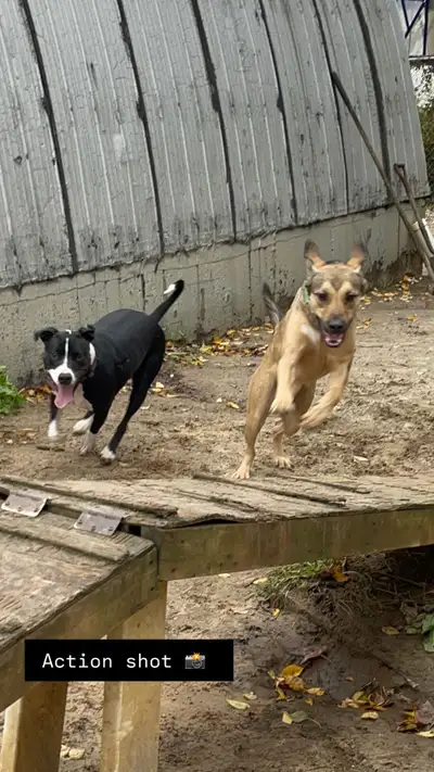 dog daycare and boarding , View more