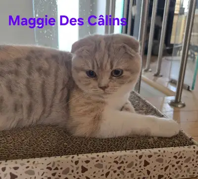 scottish fold et straight, View more