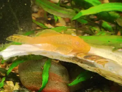 Albino Bristlenose Pleco, View more
