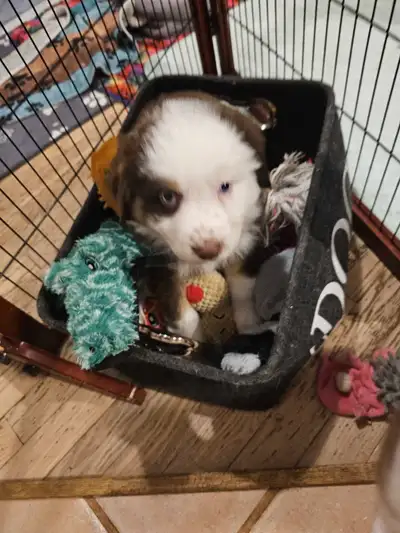 Berger Australien, View more