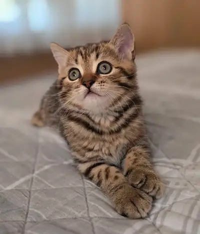 Petits boules de poile, scottish fold et stright à vendre, Voir plus