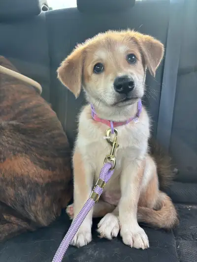 Puppy Puppy, View more