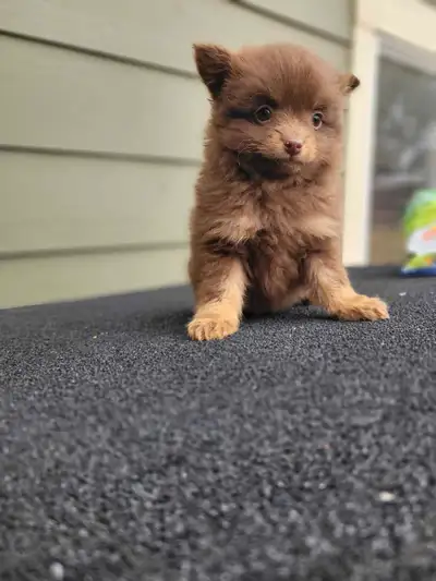 Pomeranian Puppies, View more