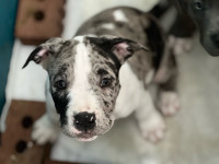 Adorable X-L American Bulldog Puppies for Sale!