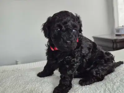 Miniature/toy poodle puppies. , View more
