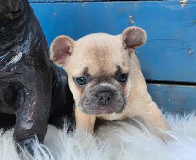 Stettler, Alberta. We sometimes go to red deer. We have 2 beautiful french bulldog females ready to...