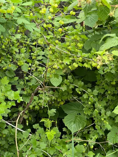 Rooted gooseberry cuttings, View more
