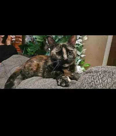 cat for rehomings, View more