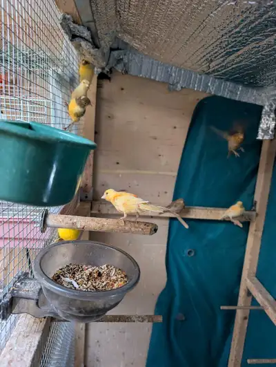 Canary for sale , View more