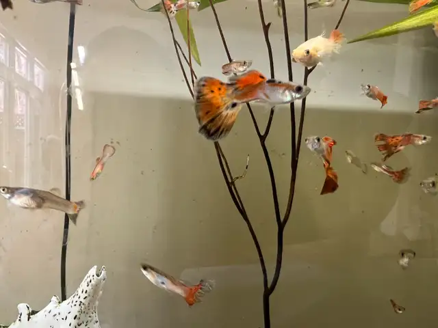 SELLING 50 high quality breed juvenile guppies in Fish for Rehoming in City of Toronto - Image 5