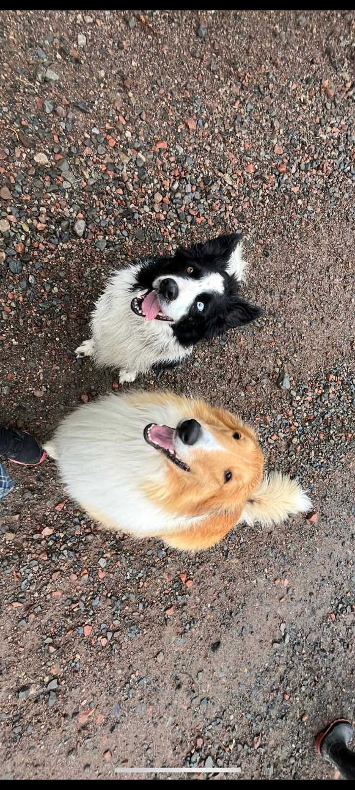 Rough Collie Border Collie Mix Puppies | Dogs & Puppies for Rehoming ...