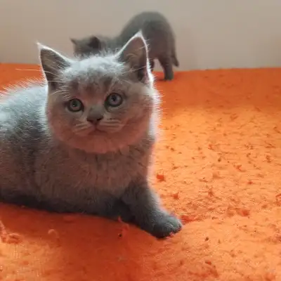 Pure Scottish straight blue kittens registereed in CCA/AFC, View more