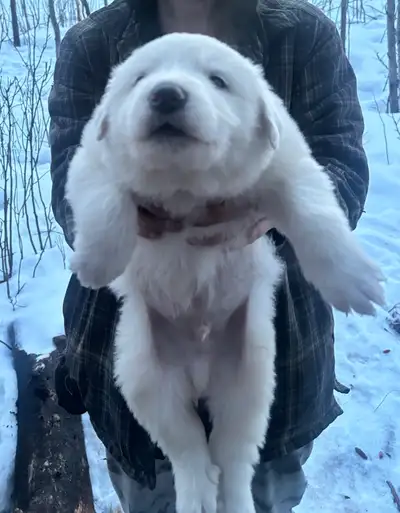 great pyrenees, View more