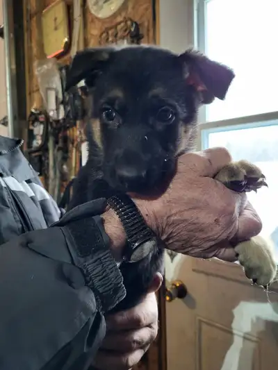 berger allemand chiots 150$, View more