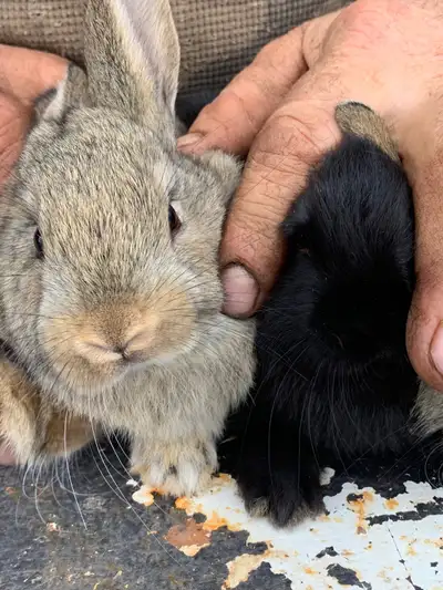 Baby rabbits $25, View more