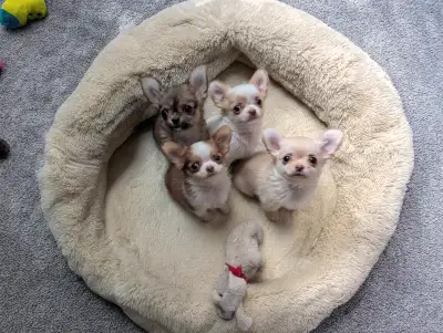 Tiny Long Coat Applehead Chihuahua Puppies, View more