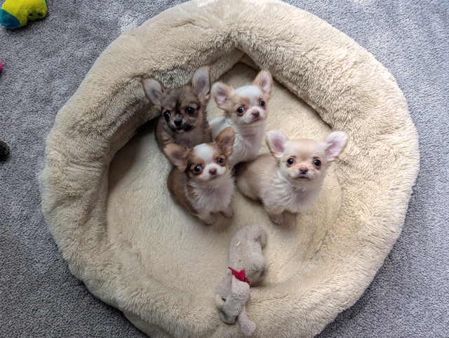 Tiny Long Coat Applehead Chihuahua Puppies in Dogs & Puppies for Rehoming in Ottawa