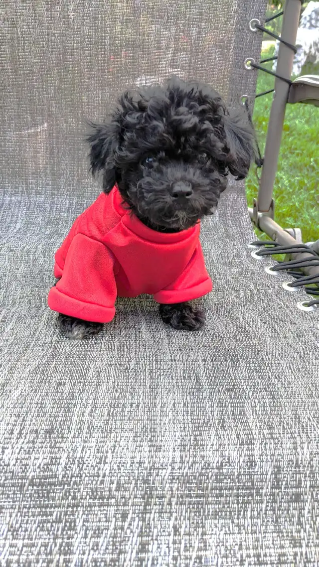 Last one: playful very tiny black toy poodle pup, male in Dogs & Puppies for Rehoming in Ottawa - Image 6