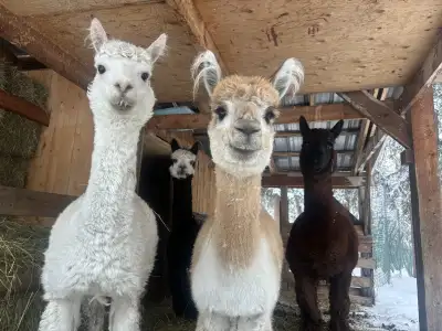 Alpaca Herd for Sale - Registered Males, View more