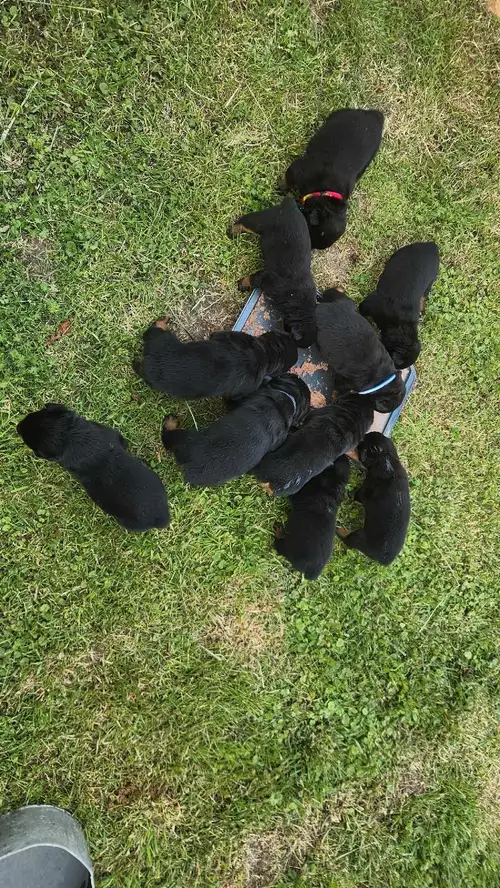 Scarlett and Bowser made a beautiful, and very full litter!! This is Scarlett's first litter that br...