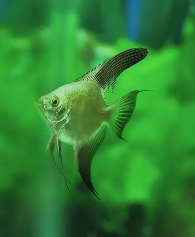 Green sealpoint Bulgarian angelfish, View more