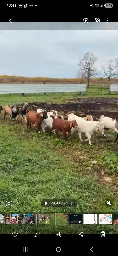 GOATS FOR SALE!, View more