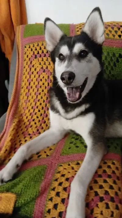 Urgent, needs a good new home as soon as possible, View more