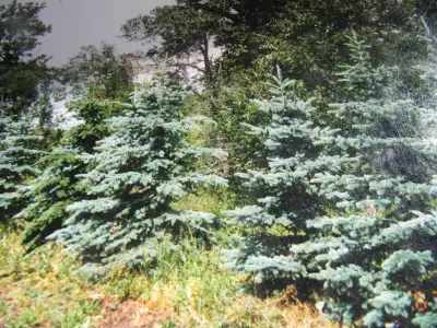 Christmas Trees For Sale, View more