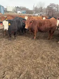 Open replacement heifers 