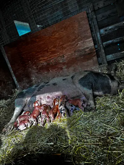 Berkshire/Tamworth cross Duroc pigs, View more