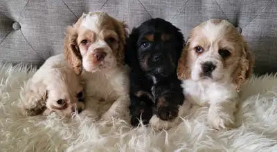 Adorable American Cocker Spaniel Puppies, View more