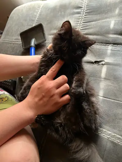 kittens for sale , View more