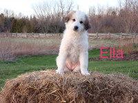 Great Pyrenees Puppies - READY TO GO!