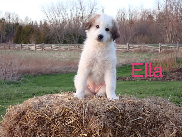 READY TO GO!  Great Pyrenees Puppies in Dogs & Puppies for Rehoming in Oshawa / Durham Region