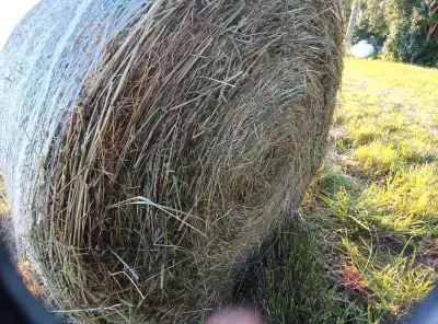 2025 - 1st cut hay - Good clean dry hay, 5' round bales, View more